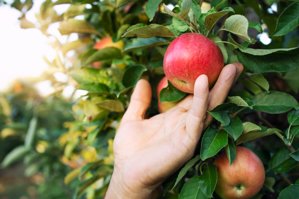 Jabłonie w ogrodzie – Poradnik kompleksowy dla początkujących i zaawansowanych ogrodników